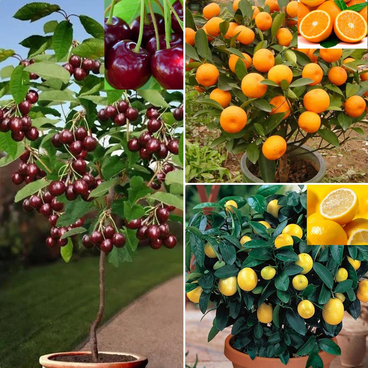 STERWEW Dwarf Bonsai Fruit Tree Seeds for Planting