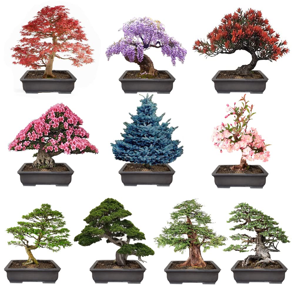 300+ Bonsai Tree Seeds